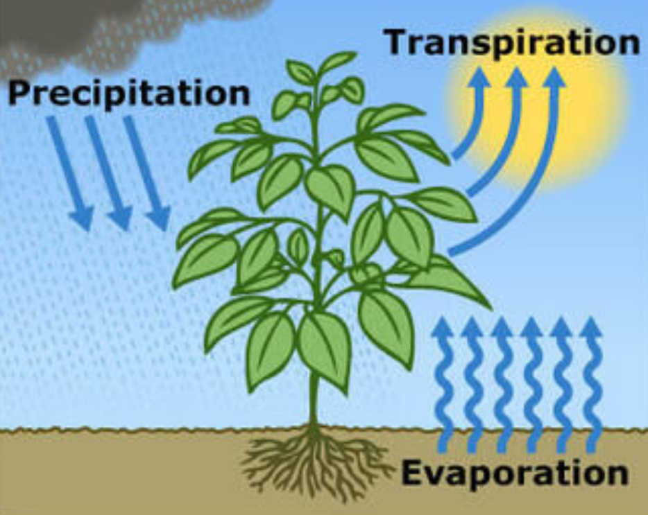 transpiration.PNG